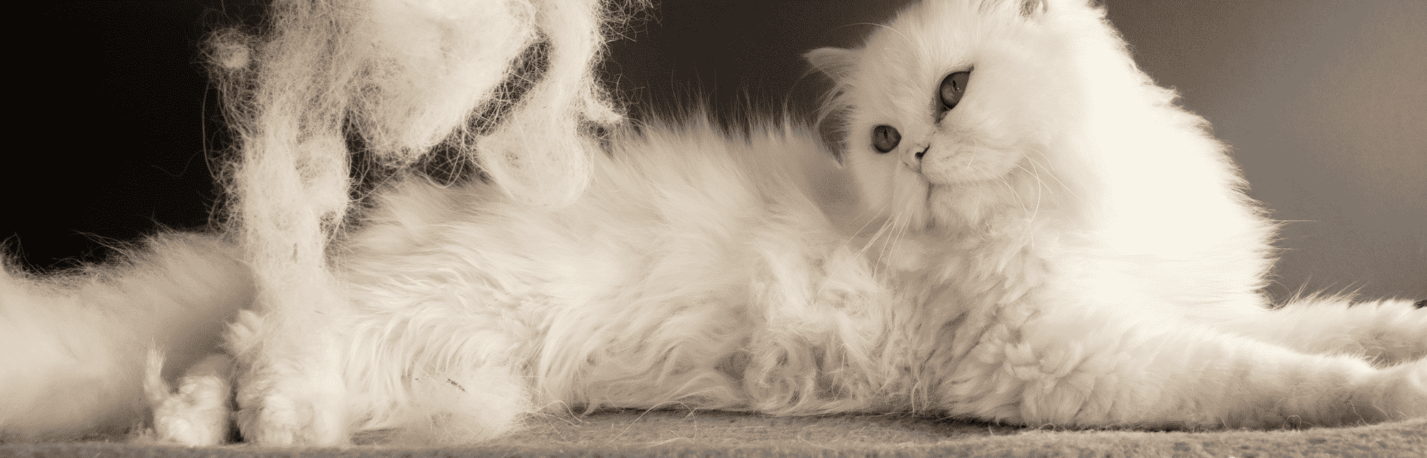 hdr-cat-skin-coat-shedding cat shedding