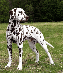 Dalmatian Stool Eating