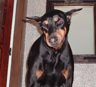 Duke, Doberman had Suffered with Wobblers Syndrome