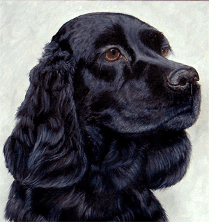 my had a seizure tever mini spaniel had seizure problems nzymes my had a seizure tever mini spaniel had seizure problems nzymes