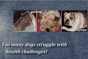 VIDEO Examples: Nzymes vs. Dog Health Challenges