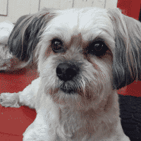 Fox, Shih-Tzu Mix Recovering from Paralysis