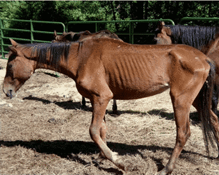 Nzymes and Horse Health: