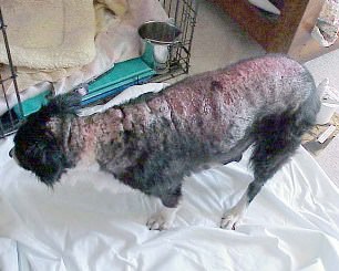 Mark, Border Collie Story: Near Death & Severely Calcified Skin