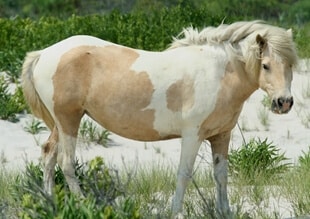 Horse with Heaves and Chronic Cough