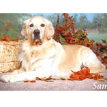 Sam, a Golden Previously Troubled by Hot Spots