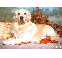 Sam, a Golden Previously Troubled by Hot Spots