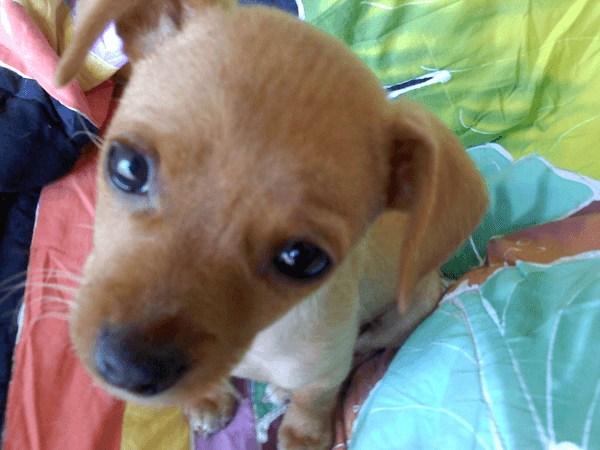 Koleha_resize puppy with kennel cough