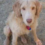 Ricky, Another Humane Society Mange Recovery Story