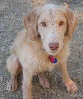 Ricky, Another Humane Society Mange Recovery Story