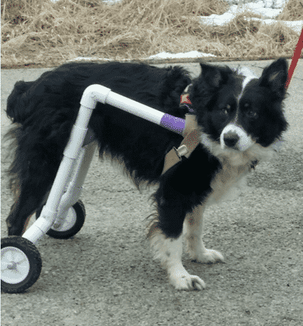 Bailey, Aussie Enjoys Life Free from Wheelchair and Paralysis