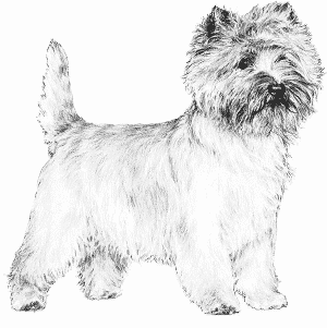 Cairn Terrier Relieved of Failing Allergies Treatments