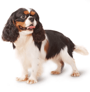 spaniel, cavalier king charles