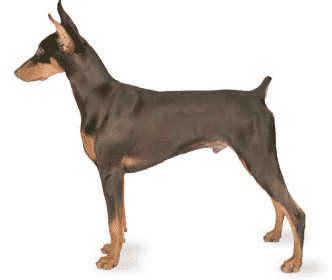 brown Doberman example