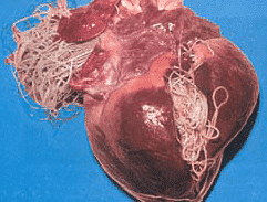 heartworm-example