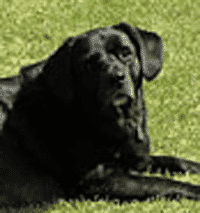 Jake, Labrador Retriever and Dog Arthritis Troubles