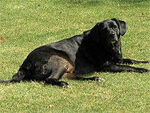 Labrador dog, Jake, with Arthritis