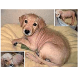 Mange in Puppies: Humane Society & NZYMES Meeting Challenge