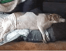 lilly-dog-paralysis-sml lilly in diapers from paralysis