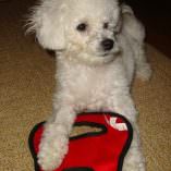 Lola – A Bichon Frise Beats the Hot Spots