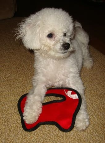 Lola – A Bichon Frise Beats the Hot Spots