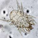 mange_ cheyletiellosis_mite Mange - Cheyletiellosis