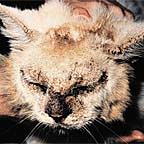 mange_notoedric_cats notoedric mange in cats