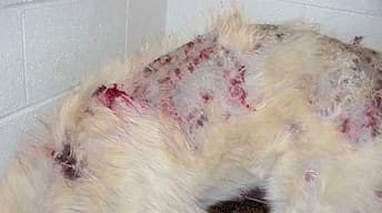 mange_wBlood Mange in Dogs