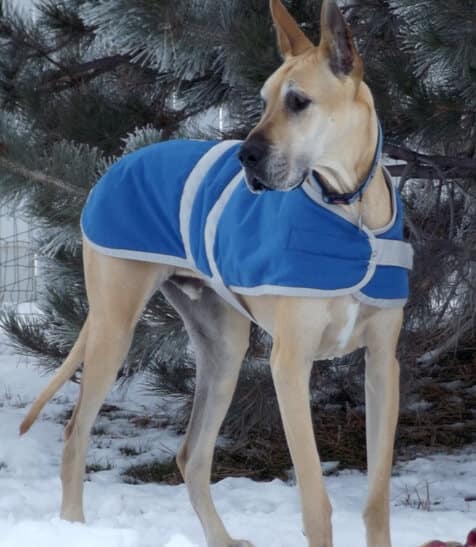 max_dawson_in_coat_540 max in coat defies wobblers syndrome