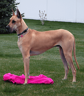 Max D: Great Dane Dog Defies Wobblers Syndrome