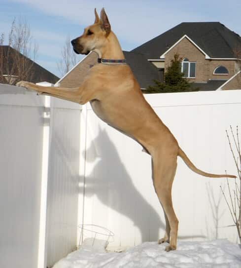 max_dawson_stands_540 max defies wobblers syndrome