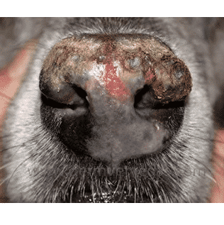 Pemphigus in Dogs