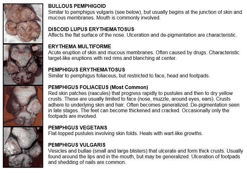 pemphigus types and descriptions