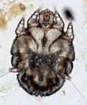 sarcoptic_mange_mite_scabies scabies mite and mange
