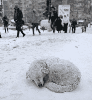 Homeless Animals & Winter – Keeping Them Safe