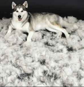 How to Stop Dog Hair Shedding  – What to Know