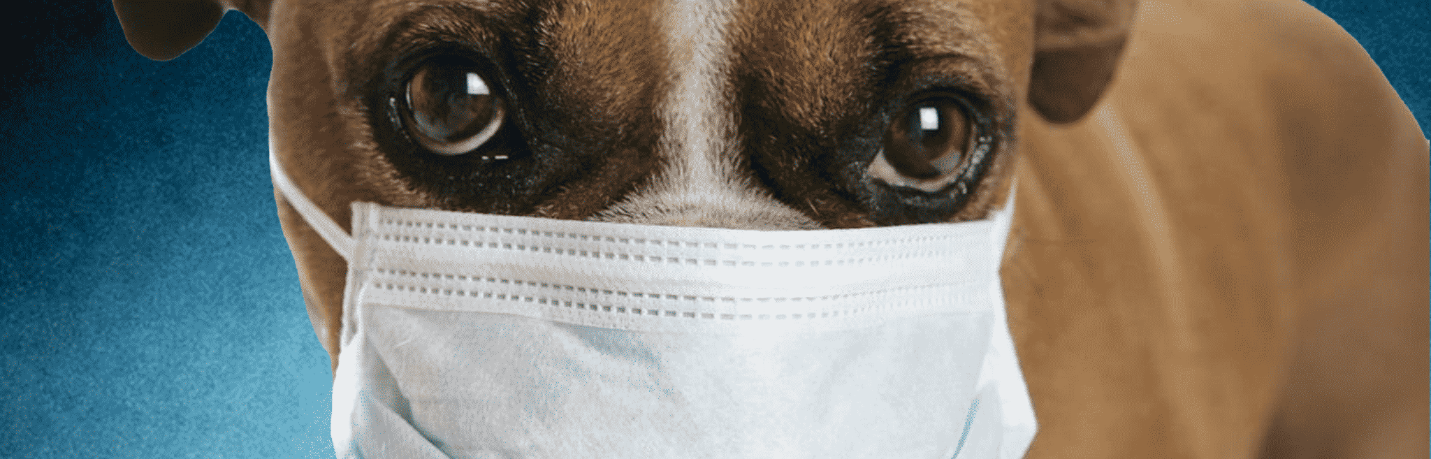 bronchitis in dogs