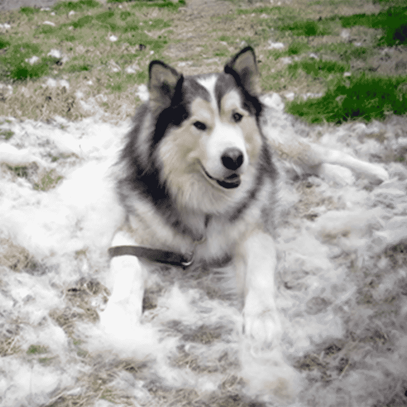 hdr-shedding-husky How to Stop Dog Hair Shedding