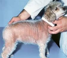 cushings-in-dogs dog with cushings