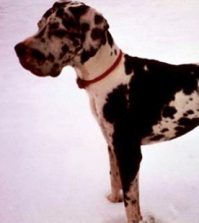 pano in dogs what is leaky gut nzymes pano in dogs what is leaky gut nzymes