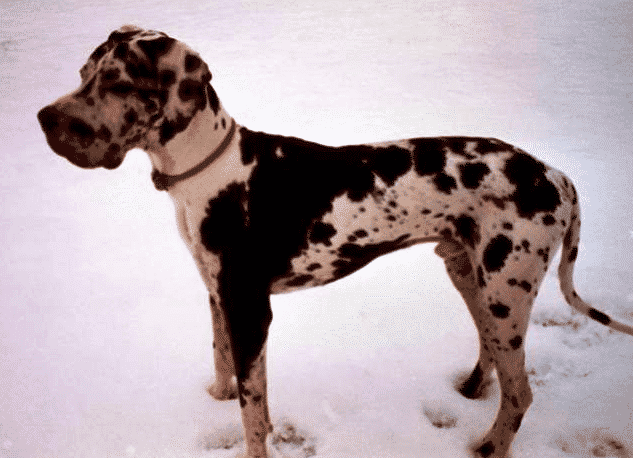 great dane and pano