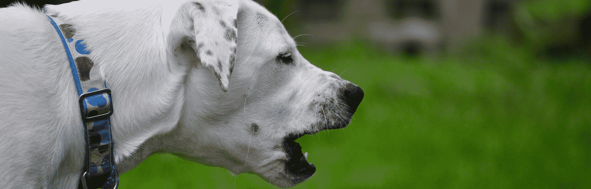 hdr-dog-kennel-cough Kennel cough in dogs