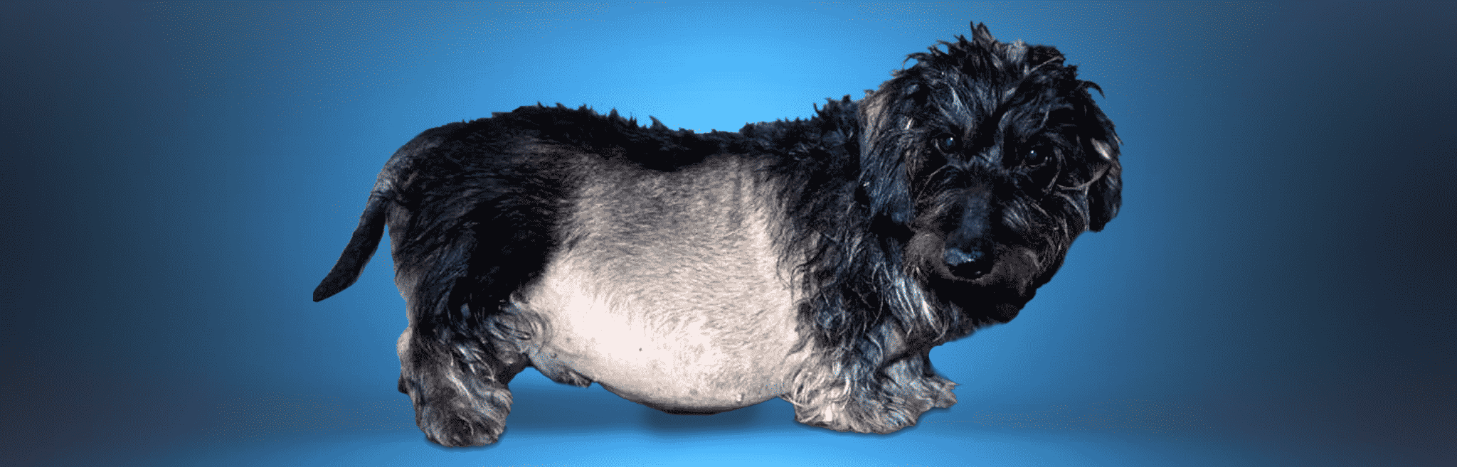 Cushings disease in dogs