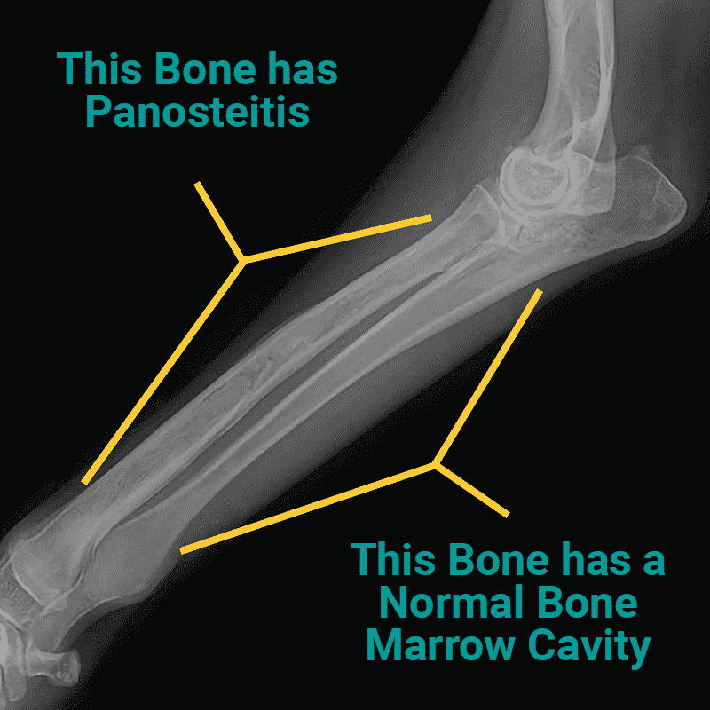 panosteitis-bones-xray X-ray of Panosteitis (PANO) in Dog's Leg