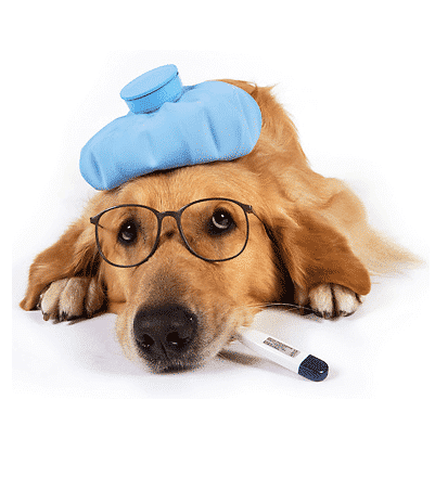 Dog Flu or Canine Influenza