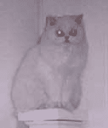 skye-featured urinary issues in persian cat