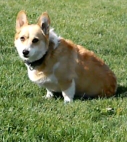 Corgi Dog able to Conquer Paralysis Challenges