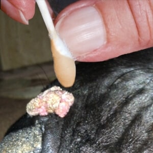 Oral Growths Support Program for Dogs