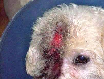 Yoshie, Bichon skin problems before Nzymes