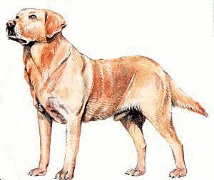 Labrador Overcomes Itchy Skin Problems & Sores